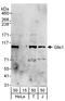 Zinc finger protein GLIS1 antibody, A303-676A, Bethyl Labs, Western Blot image 