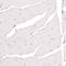 Granulin Precursor antibody, AMAb91384, Atlas Antibodies, Immunohistochemistry frozen image 