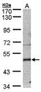 Septin 7 antibody, orb69751, Biorbyt, Western Blot image 