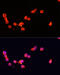 Cyclin Dependent Kinase 5 Regulatory Subunit 1 antibody, 15-572, ProSci, Immunofluorescence image 