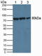 Calpain 2 antibody, LS-C372948, Lifespan Biosciences, Western Blot image 