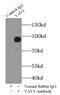 Vav Guanine Nucleotide Exchange Factor 1 antibody, FNab09377, FineTest, Immunoprecipitation image 