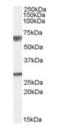 G Protein Signaling Modulator 2 antibody, orb19420, Biorbyt, Western Blot image 