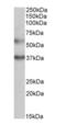 Mitochondrial Calcium Uptake 1 antibody, orb125159, Biorbyt, Western Blot image 
