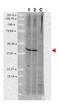 AHSA1 antibody, orb345001, Biorbyt, Western Blot image 
