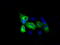 RalA Binding Protein 1 antibody, TA500897, Origene, Immunofluorescence image 