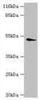 Dopamine Receptor D5 antibody, CSB-PA007182EA01HU, Cusabio, Western Blot image 