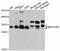 Mitochondrial Ribosomal Protein S18B antibody, abx126187, Abbexa, Western Blot image 