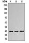 DnaJ Heat Shock Protein Family (Hsp40) Member B11 antibody, orb215190, Biorbyt, Western Blot image 