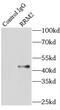 Ribonucleotide Reductase Regulatory Subunit M2 antibody, FNab07496, FineTest, Immunoprecipitation image 