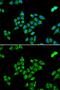 PCB antibody, GTX54577, GeneTex, Immunocytochemistry image 