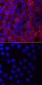 Vav Guanine Nucleotide Exchange Factor 1 antibody, MAB37861, R&D Systems, Immunofluorescence image 