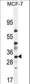 LysM Domain Containing 4 antibody, LS-C163945, Lifespan Biosciences, Western Blot image 