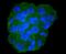 Moesin antibody, NBP2-67609, Novus Biologicals, Immunocytochemistry image 