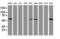TAP Binding Protein Like antibody, M09482, Boster Biological Technology, Western Blot image 