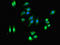 Dehydrogenase/Reductase 3 antibody, LS-C396325, Lifespan Biosciences, Immunofluorescence image 