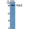 Vav Guanine Nucleotide Exchange Factor 1 antibody, LS-C386630, Lifespan Biosciences, Western Blot image 