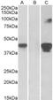 SLAM Family Member 8 antibody, NBP2-26110, Novus Biologicals, Western Blot image 