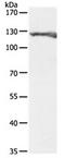 Pyruvate carboxylase, mitochondrial antibody, orb107425, Biorbyt, Western Blot image 