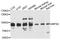 Mitofusin 2 antibody, TA332885, Origene, Western Blot image 