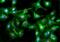rRNA 2 -O-methyltransferase fibrillarin antibody, A03178-1, Boster Biological Technology, Immunofluorescence image 