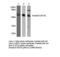 SMAD2 antibody, LS-C175901, Lifespan Biosciences, Western Blot image 