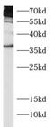 Interleukin 12B antibody, FNab04219, FineTest, Western Blot image 