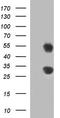 Growth arrest and DNA damage-inducible protein GADD45 alpha antibody, LS-C788579, Lifespan Biosciences, Western Blot image 