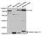 Lysosomal protective protein antibody, TA332731, Origene, Western Blot image 