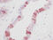 Epidermal Growth Factor antibody, PP1002P2, Origene, Immunohistochemistry paraffin image 
