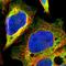 Motile Sperm Domain Containing 2 antibody, HPA003334, Atlas Antibodies, Immunofluorescence image 