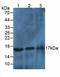 Histone Cluster 3 H2A antibody, LS-C294525, Lifespan Biosciences, Western Blot image 