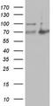 A-Raf Proto-Oncogene, Serine/Threonine Kinase antibody, LS-C798091, Lifespan Biosciences, Western Blot image 