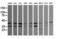 Mitogen-Activated Protein Kinase 9 antibody, LS-C174576, Lifespan Biosciences, Western Blot image 