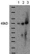 GATA Binding Protein 4 antibody, 14-9980-80, Invitrogen Antibodies, Western Blot image 