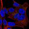 Solute Carrier Family 5 Member 1 antibody, NBP2-38748, Novus Biologicals, Immunofluorescence image 