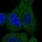 Striatin Interacting Protein 2 antibody, HPA019657, Atlas Antibodies, Immunocytochemistry image 