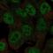 Ring Finger Protein 113A antibody, HPA076658, Atlas Antibodies, Immunocytochemistry image 