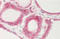 Sim antibody, AP33389PU-N, Origene, Immunohistochemistry frozen image 