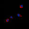 CXADR Ig-Like Cell Adhesion Molecule antibody, GTX56276, GeneTex, Immunocytochemistry image 