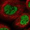 Ciliogenesis And Planar Polarity Effector 2 antibody, HPA028453, Atlas Antibodies, Immunofluorescence image 