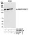 SWI/SNF complex subunit SMARCC2 antibody, A301-038A, Bethyl Labs, Immunoprecipitation image 