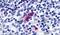 Purinergic Receptor P2Y13 antibody, PA5-34084, Invitrogen Antibodies, Immunohistochemistry frozen image 