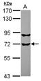 RUN And FYVE Domain Containing 1 antibody, NBP2-20242, Novus Biologicals, Western Blot image 