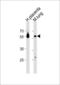 Cyclic AMP-responsive element-binding protein 3-like protein 2 antibody, LS-C167026, Lifespan Biosciences, Western Blot image 