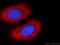 Enolase 1 antibody, 55237-1-AP, Proteintech Group, Immunofluorescence image 