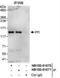 PHD finger protein 12 antibody, NB100-81670, Novus Biologicals, Immunoprecipitation image 