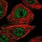 Cilia And Flagella Associated Protein 20 antibody, NBP1-93723, Novus Biologicals, Immunofluorescence image 