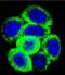Prolactin antibody, abx031718, Abbexa, Immunocytochemistry image 