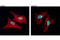 Histone Cluster 4 H4 antibody, 8647S, Cell Signaling Technology, Immunofluorescence image 